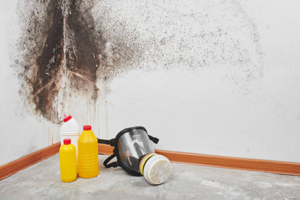 Best Fast Mold Removal  in Red Hill, PA
