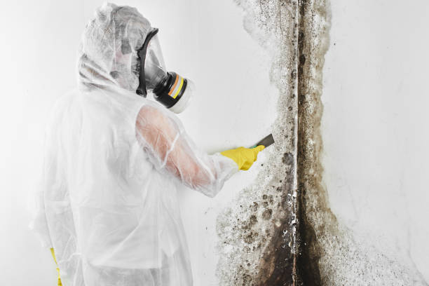 Best Mold Testing  in Red Hill, PA
