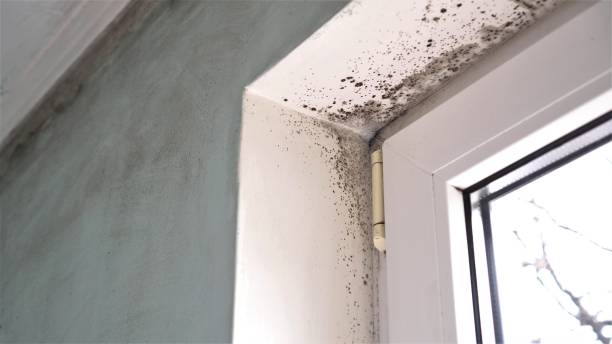 Best Mold Testing  in Red Hill, PA
