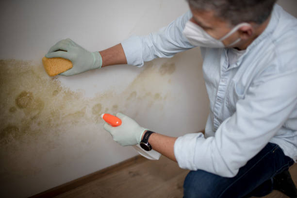 Best Toxic Mold Removal  in Red Hill, PA