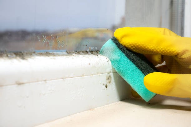 Best Certified Mold Removal  in Red Hill, PA