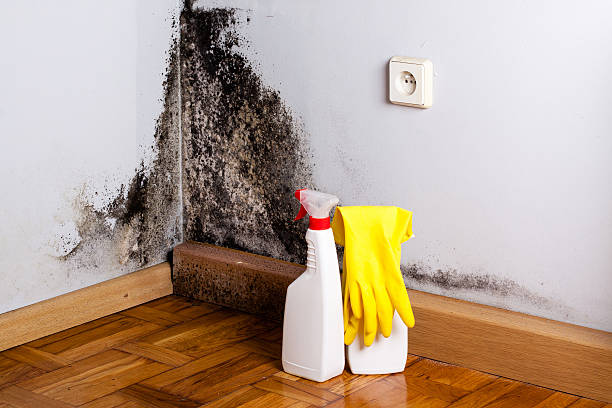 Best Local Mold Removal Service  in Red Hill, PA