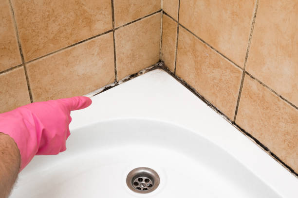 Certified Mold Removal in Red Hill, PA